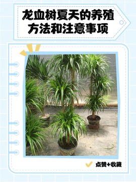 迷你世界怎么种龙血树