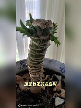 迷你世界怎么种龙血树[图1]